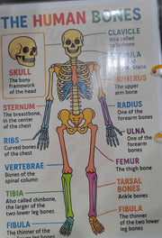 Human Anatomy Busy Book