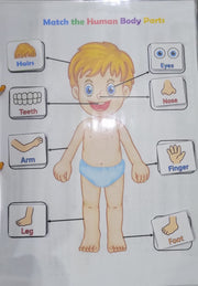 Human Anatomy Busy Book